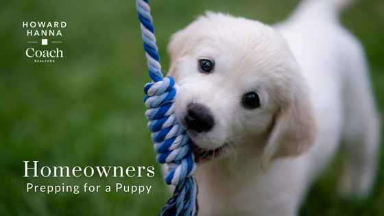 Prep for a Puppy - Long Island Homeowners - Howard Hanna Coach Realtors